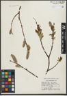 Foto von Salix richardsonii Hook.